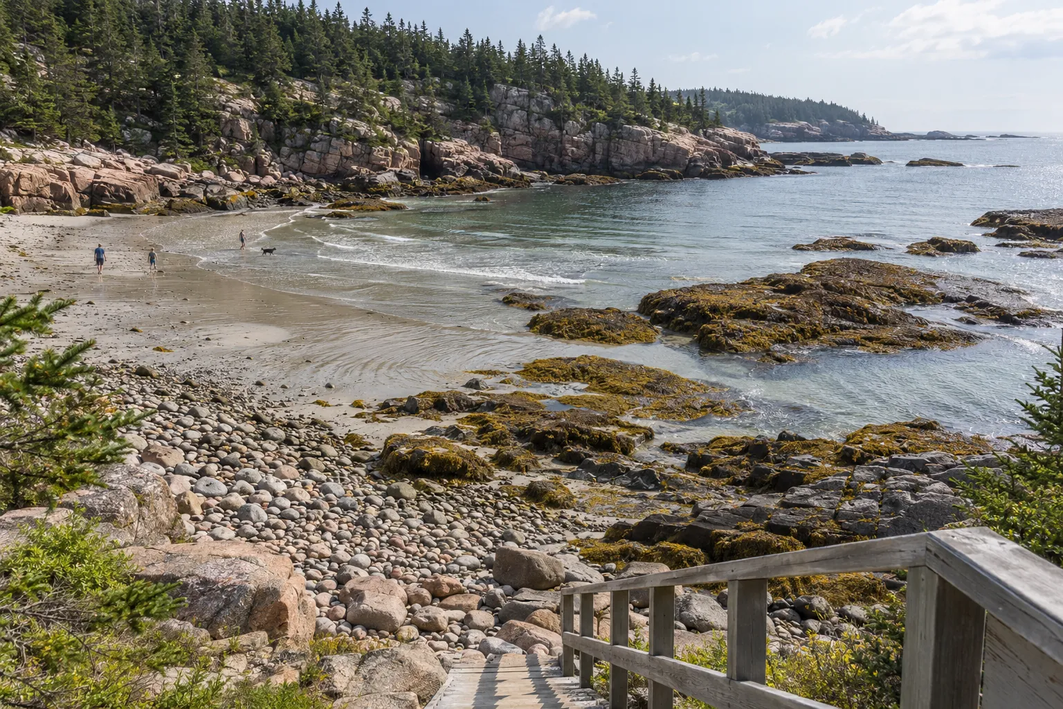 Granite and cobble cove at low tide with rockweed and spruce-topped cliffs in Acadia