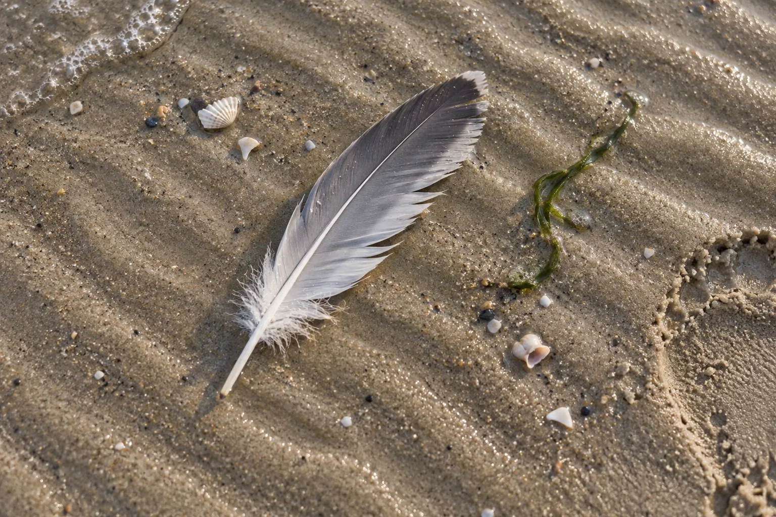 Gray and white gull feather lying on rippled wet sand at the tide line