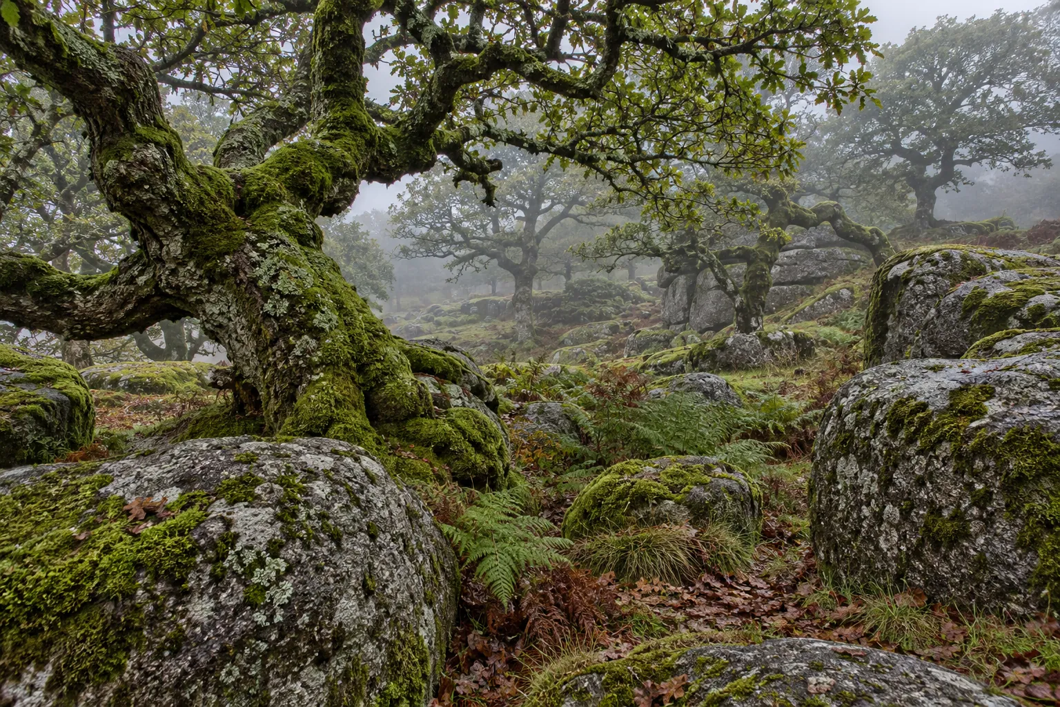 Moss-covered trees and granite boulders in a misty Acadia forest