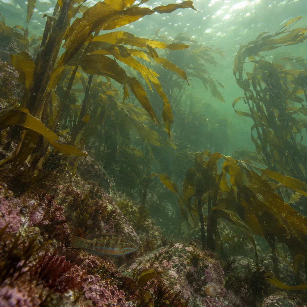 Cold-Water Kelp Snorkel, Seal Harbor, Mount Desert Island